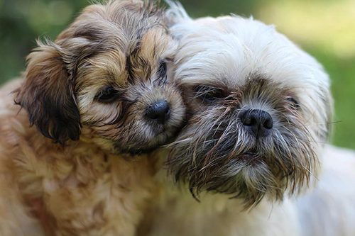 Shih Tzu companionship: Image of two dogs cuddling