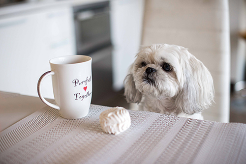 Shih Tzu dog sitting at a dinner table with a cup of coffee and a treat on it