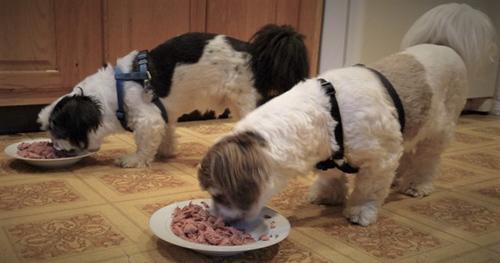 two shih tzu dogs eating out of their food bowls in the kitchen and enjoying every bit of their shih tzu diet