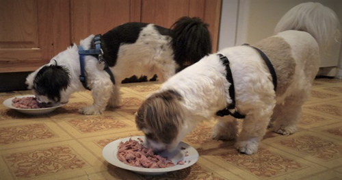 Can shih tzu shop eat raw meat