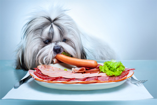 image of dog eating human foods for dogs off plate