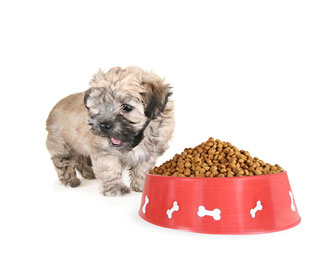 picture of shih tzu in front of dog food - best dog food for a shih tzu