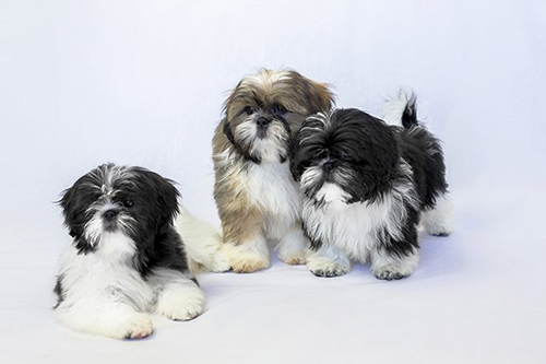 three shih tzu rescue dogs hanging out ready to be find their forever home