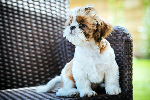 Image of a Shih Tzu dog