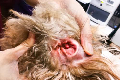 A closer look at the inside of a dog's ear that's suffering from an ear infection