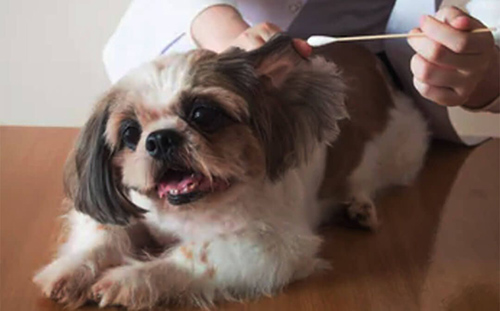 Shih Tzu on vet table getting ears cleaned by a q-tip