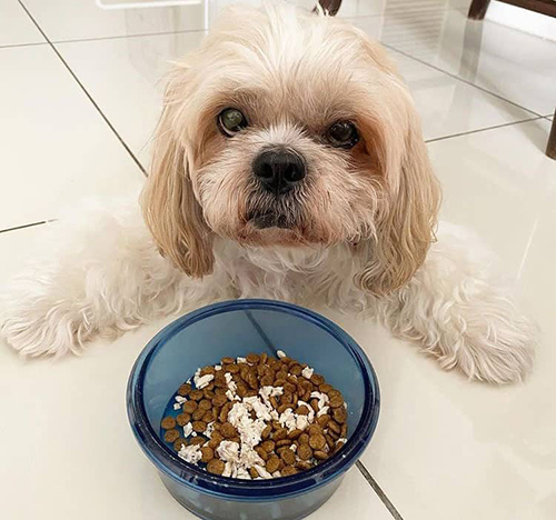 what food is good for shih tzu