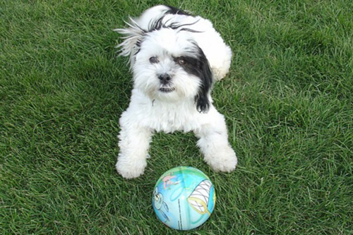 Cute Shih Tzu with his ball waiting to play fetch