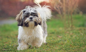 Shih Tzu trotting on the grass in the yard