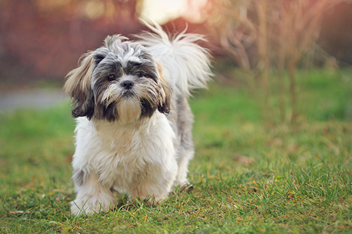 Shih Tzu trotting on the grass in the yard