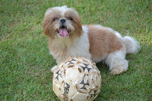 Shih Tzu exercise