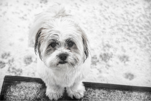 shih Tzu exposed to the elements