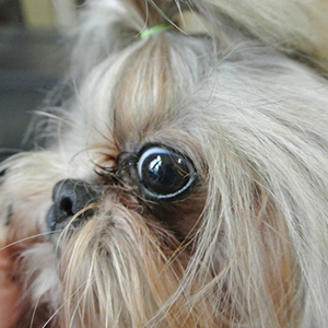 shih tzu eye infection home remedy