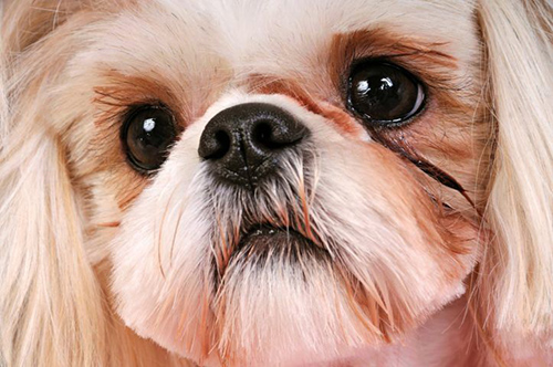 shih tzu eye problems