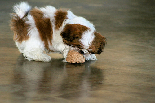 Shih Tzu family dog