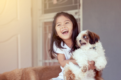 Shih Tzu friendly homes