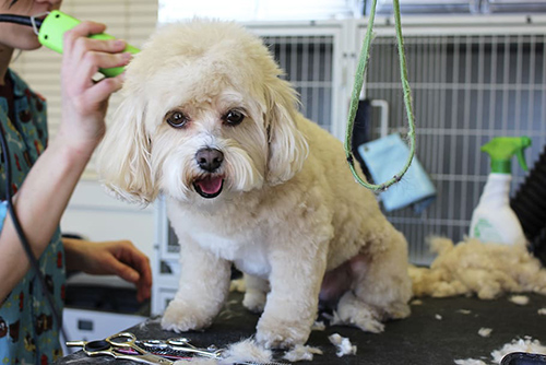 shih tzu grooming equipment