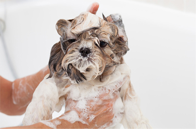 Shih Tzu grooming information