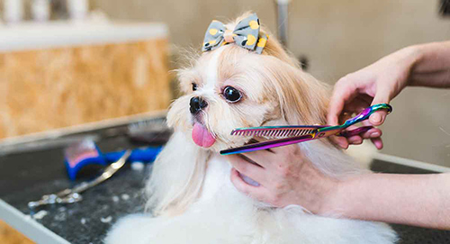 Shih Tzu grooming information