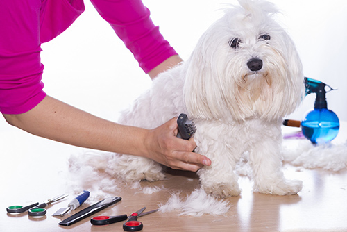 shih tzu grooming tools