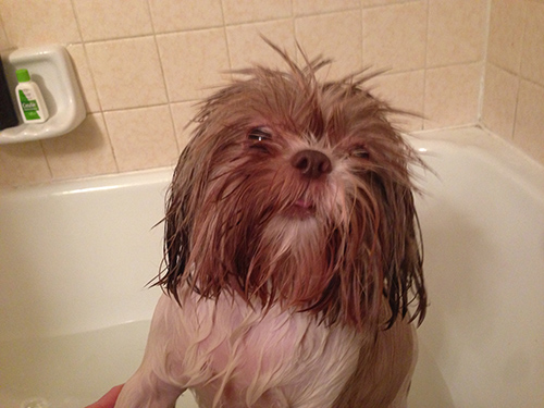 Shih Tzu hair knots