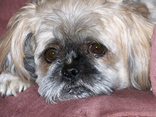 shih tzu health issues - little shih tzu looking under the weather