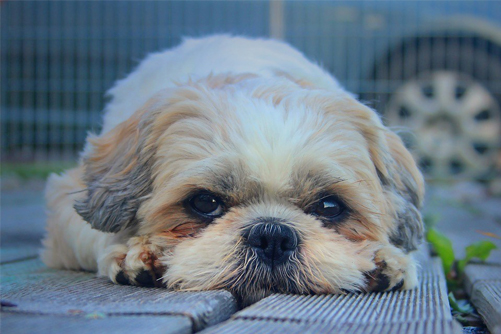 shih tzu looking sick