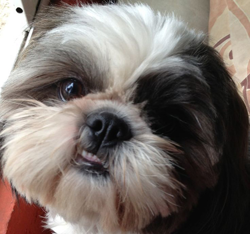 3 Top Shih Tzu Hereditary Problems New Owners Should Know About ...