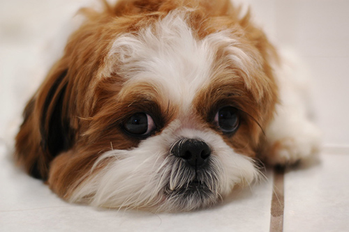 Shih Tzu health problems