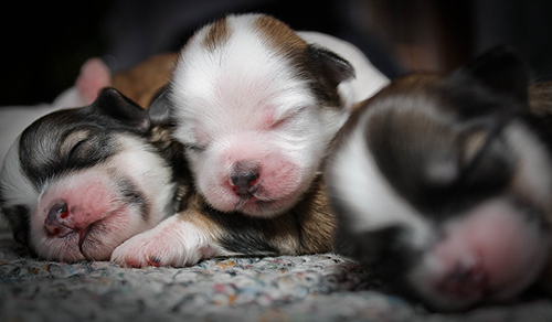 shih tzu hobby breeders