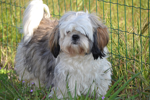 shih tzu hobby breeders