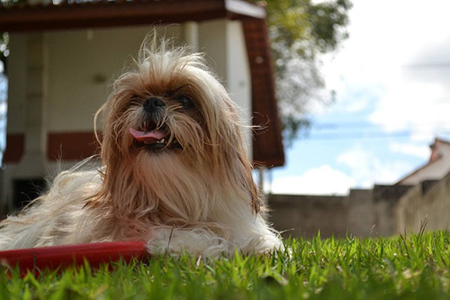 shih tzu in apartment owning a shih tzu