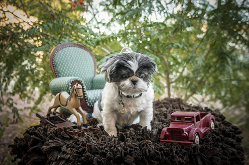 Honestly some human children have fewer toys than my Shih Tzu  #crazyrussiandad #dogsofinstagram #dogsrule #shihtzu