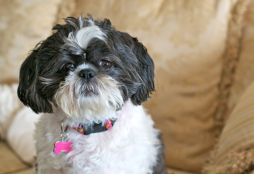 Shih Tzu identification tags