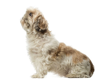 picture of shih tzu dog looking up - shih tzu training  tips