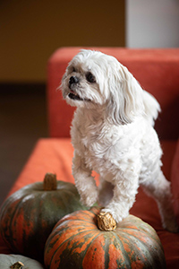 Shih Tzu dog standing with one paw on a whole pumpkin