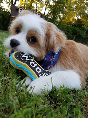Shih Tzu dog on the grass chewing on his chew toy