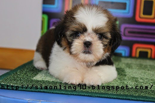 shih tzu male for sale awesome