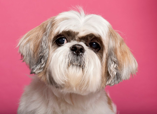 Male Shih Tzu dog looking handsome