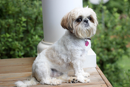White and tan Shih Tzu sitting on the porch looking regal and intelligent