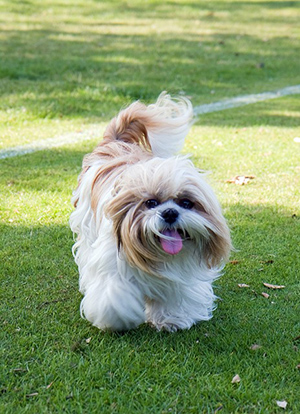 shih tzu original purpose