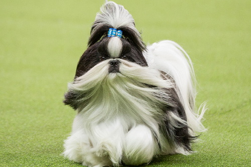 Shih Tzu pedigree