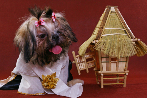 shih tzu personality - cute shih tzu playing dress-up