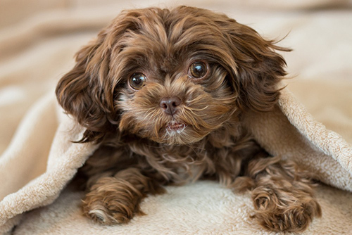 Shih Tzu Poodle mix