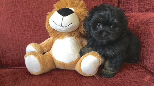 Shih Tzu poodle mix on the couch next to a teddy bear