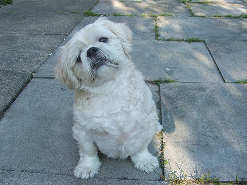 Shih Tzu potty training age