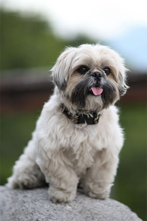 shih tzu puppies barking