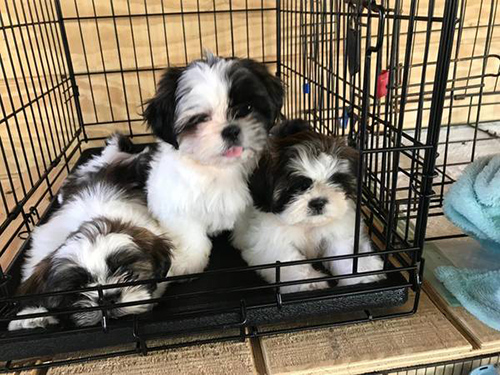 Shih Tzu puppies for sale