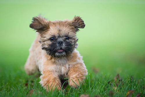 shih tzu puppies for sale