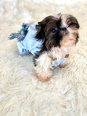 shih-tzu puppies for sale under 400 near me